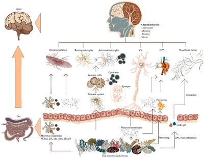 Decoding the role of gut microbiota in Alzheimer’s pathogenesis and envisioning future therapeutic avenues